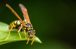 Que faut-il faire en cas de piqûre de guêpe ?