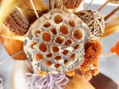 Trypophobie ou la phobie des trous : comment la soigner ?