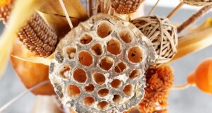 Trypophobie ou la phobie des trous : comment la soigner ?