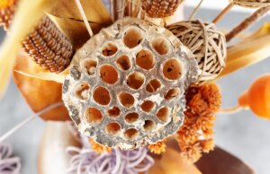 Trypophobie ou la phobie des trous : comment la soigner ?