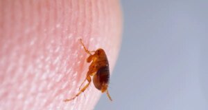 piqûre de puce : Comment la reconnaître et la soigner ?