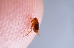 piqûre de puce : Comment la reconnaître et la soigner ?