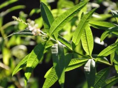 Découvrez les bienfaits de la verveine