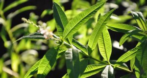 Découvrez les bienfaits de la verveine