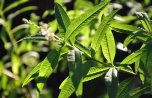Découvrez les bienfaits de la verveine