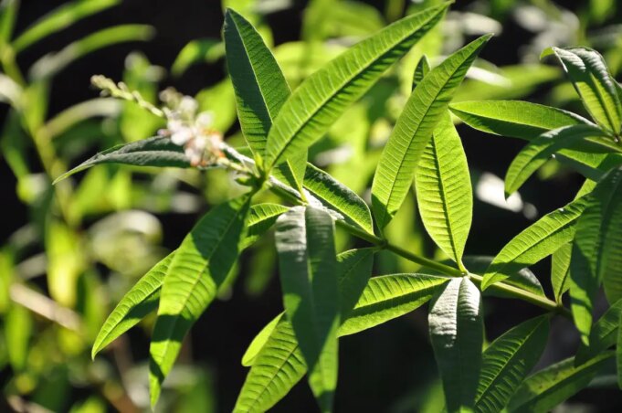 Découvrez les bienfaits de la verveine