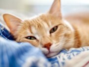 Chien ou chat malade : ne donnez pas de médicament pour humains !