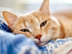 Chien ou chat malade : ne donnez pas de médicament pour humains !