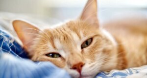 Chien ou chat malade : ne donnez pas de médicament pour humains !