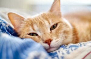 Chien ou chat malade : ne donnez pas de médicament pour humains !