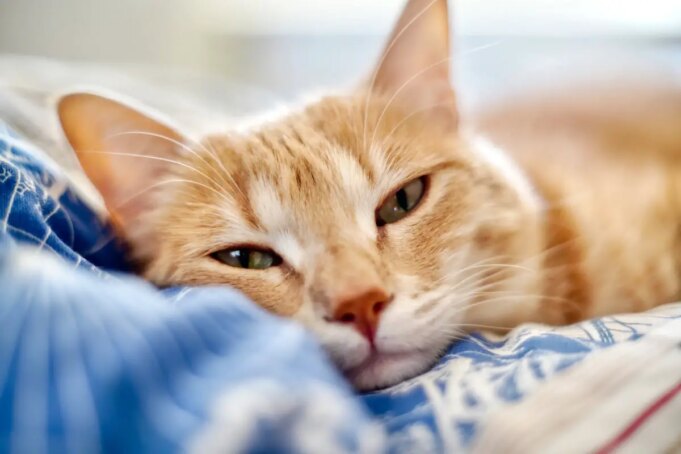 Chien ou chat malade : ne donnez pas de médicament pour humains !