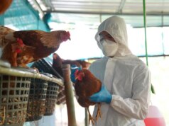 Grippe aviaire : une fillette de 11 ans est morte