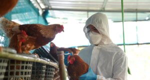 Grippe aviaire : une fillette de 11 ans est morte