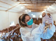 Grippe aviaire : quelle est la situation en France ?