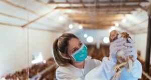 Grippe aviaire : quelle est la situation en France ?