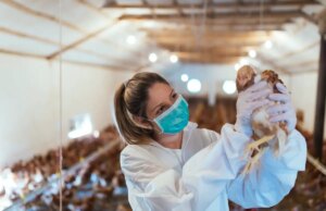 Grippe aviaire : quelle est la situation en France ?