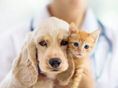 Paracétamol, aspirine : les médicaments humains sont mortels pour les animaux