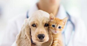 Paracétamol, aspirine : les médicaments humains sont mortels pour les animaux