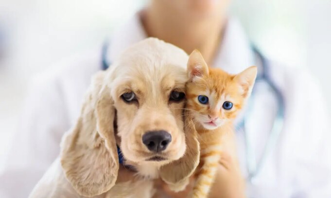 Paracétamol, aspirine : les médicaments humains sont mortels pour les animaux