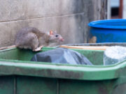 Les rats dans Paris et la santé publique
