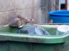 Les rats dans Paris et la santé publique
