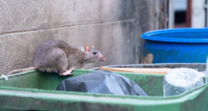 Les rats dans Paris et la santé publique