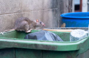Les rats dans Paris et la santé publique