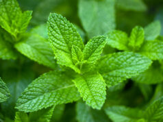 Les bienfaits de la menthe