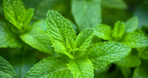 Les bienfaits de la menthe