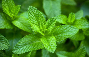 Les bienfaits de la menthe