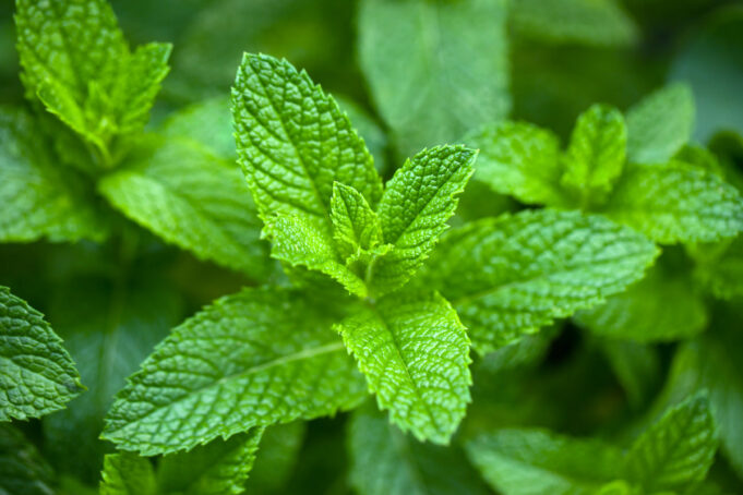 Les bienfaits de la menthe