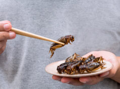 Nutrition : La France se prépare à manger des insectes