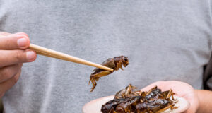 Nutrition : La France se prépare à manger des insectes