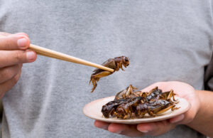 Nutrition : La France se prépare à manger des insectes