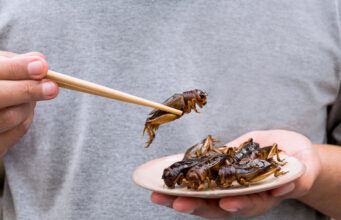 Nutrition : La France se prépare à manger des insectes