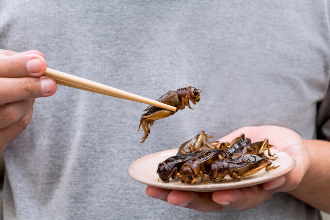 Nutrition : La France se prépare à manger des insectes