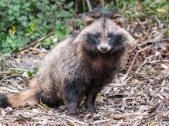 Covid : un nouvel animal accusé d’avoir propagé le virus