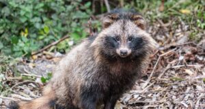 Covid : un nouvel animal accusé d’avoir propagé le virus
