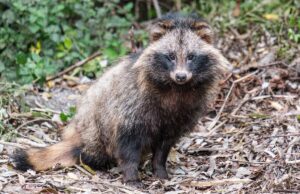 Covid : un nouvel animal accusé d’avoir propagé le virus