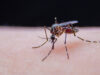 Moustiques tigres : explosion de cas de dengue et de zika en 2024 ?