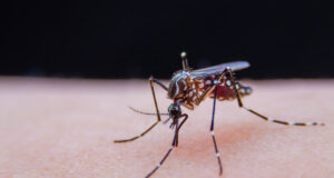 Moustiques tigres : explosion de cas de dengue et de zika en 2024 ?
