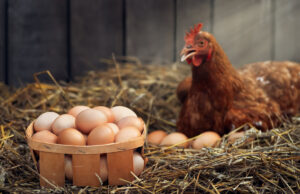 Île-de-France : ne consommez pas les œufs de votre poulailler !
