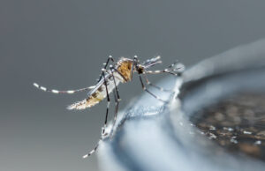 Moustique tigre : surveillance renforcée dans toute la France