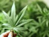 Cannabis : responsable de 30% des cas de schizophrénie