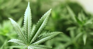 Cannabis : responsable de 30% des cas de schizophrénie