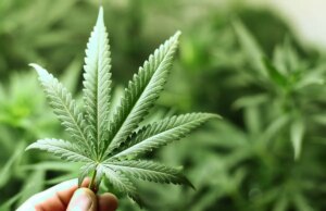 Cannabis : responsable de 30% des cas de schizophrénie