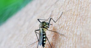 Piqûres de moustiques : 7 remèdes efficaces pour les soulager