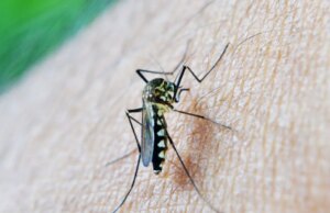 Piqûres de moustiques : 7 remèdes efficaces pour les soulager