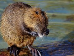 Ces 8 choses répugnantes que l’on mange sans le savoir