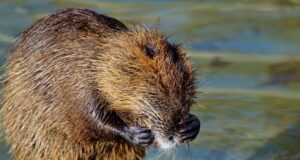 Ces 8 choses répugnantes que l’on mange sans le savoir